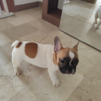 Bulldog francese