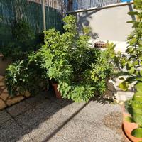 Schefflera arboricola