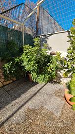 Schefflera arboricola