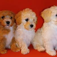 Maltipoo