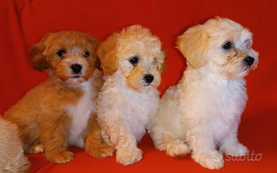 Maltipoo