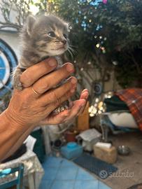 Gattini 1 mese