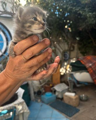 Gattini 1 mese