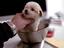 Immagine 12