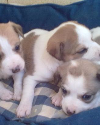 Cuccioli Jack Russell Terrier
