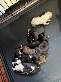 Cuccioli di amstaff