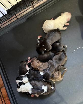Cuccioli di amstaff