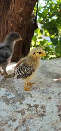 Olive egger