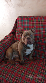 American bully monta