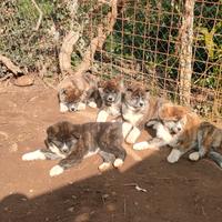 Cuccioli di akita inu