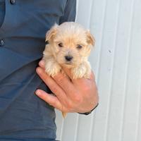 Morkie ( YORKSHIRE MALTESE )