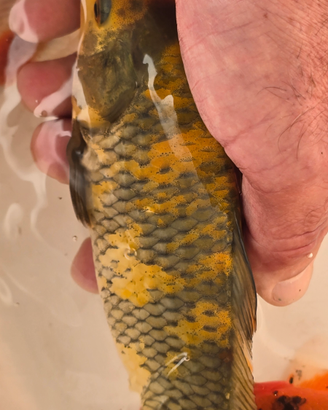 Carpe koi laghetto
