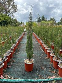 Pianta cipresso toscano da innesto altezza 80/90cm
