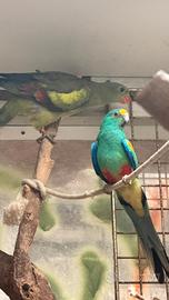 Parrocchetti multicolor