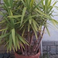 Tronchetti della felicità