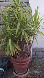 Tronchetti della felicità