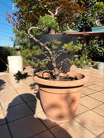 Bonsai picea glauca