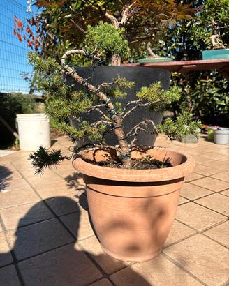 Bonsai picea glauca