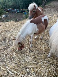 Mini pony