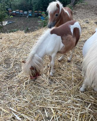 Mini pony
