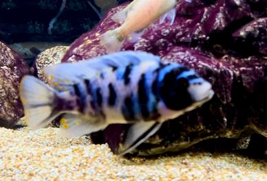 Metriaclima Zebra Masinje Mc
