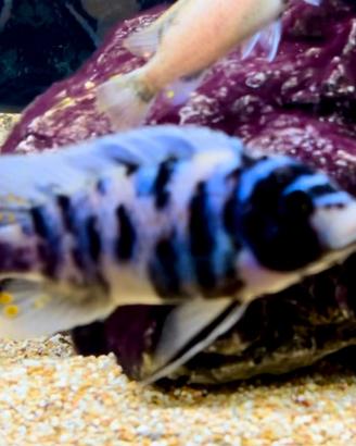 Metriaclima Zebra Masinje Mc
