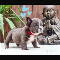 Sublime maschietto fluffy bulldog francese blu