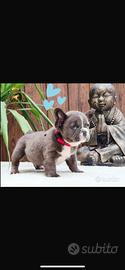 Sublime maschietto fluffy bulldog francese blu