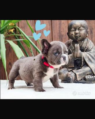 Sublime maschietto fluffy bulldog francese blu