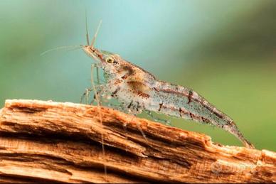 Caridine wild 0.50 cent