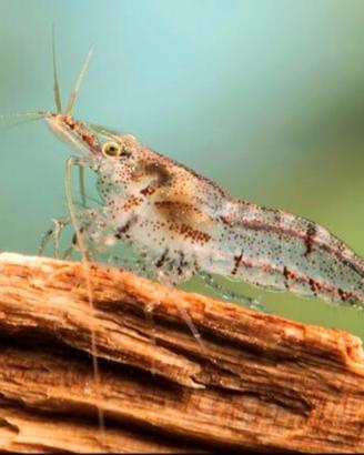 Caridine wild 0.50 cent