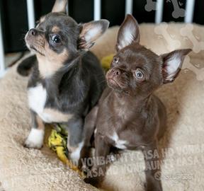 Chihuahua cuccioli con pedigree