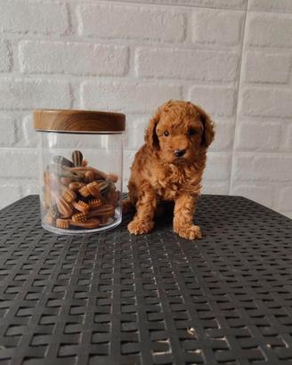 Cuccioli Barboncino