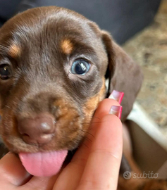 Bassotti Kaninken cioccolato focato