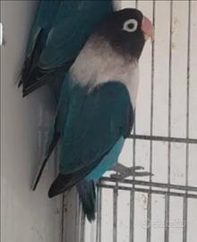Pappagallo inseparabilie personata