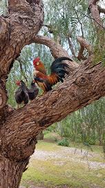 Galline nane da cova