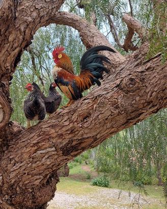 Galline nane da cova