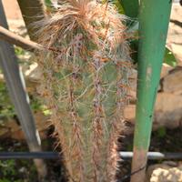 Oreocereus celsianus cactus 