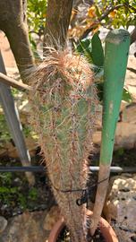 Oreocereus celsianus cactus 
