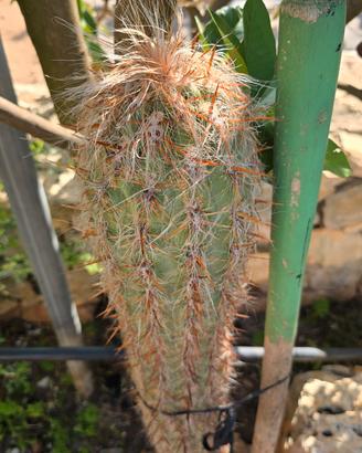 Oreocereus celsianus cactus 