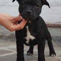 Cuccioli di staffordshie bull terrier