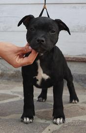 Cuccioli di staffordshie bull terrier