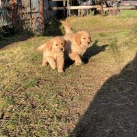 Golden retriever