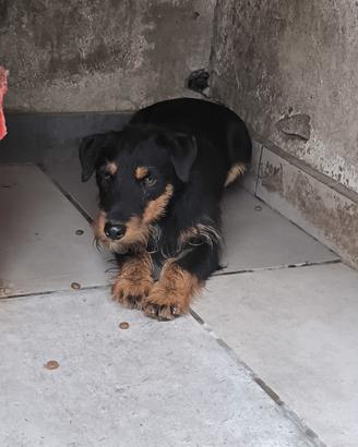 Jagd terrier maschio 8 mesi