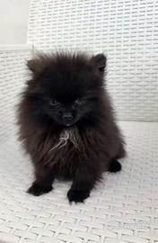 Spitz di Pomerania femminuccia