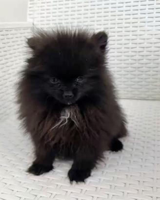 Spitz di Pomerania femminuccia