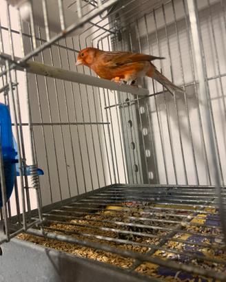 Canarino Agata Rosso Brinato