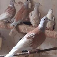 Piccioni