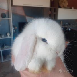 Conigli coniglietti Minilop