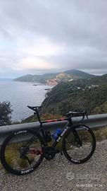 De rosa Merak